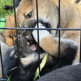 Shiba Inu Puppies from Anko Shibas