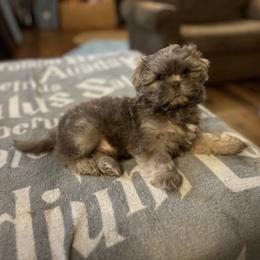 Shih Tzu Puppies from Lavender Lane Tzus