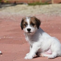 Twist Girl 1 - White and tan female Russell Terrier puppy in Middletown, Virginia from DBF Russell Terriers