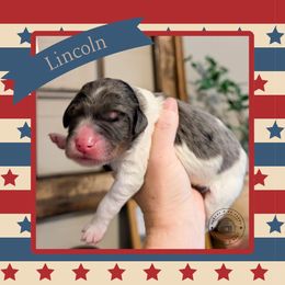 Lincoln - Tri-color male Bernedoodle puppy in Whitesburg, Georgia from Asbury & Co Farms