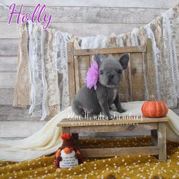 Holly - Blue female French Bulldog puppy in Loxahatchee, Florida from Blue Wonder Frenchies