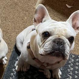 French Bulldogs from Texas Star Frenchies