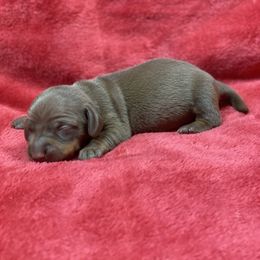 Max - Chocolate and tan male Dachshund puppy in Richmond, Virginia from Paw Prints
