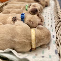 7th Male Spot - Golden male Golden Retriever puppy in Ohatchee, Alabama from The Golden Life