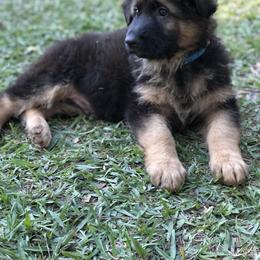 German Shepherd Puppies from Zwinger vom Schneider Wald