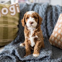 Yogi - Caramel red male Australian Labradoodle puppy in Ardmore, Oklahoma from Mop Top Doodle Co.