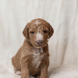 Goldendoodle and Poodle Puppies from Desert Born Kennel