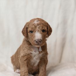Goldendoodle and Poodle Puppies from Desert Born Kennel