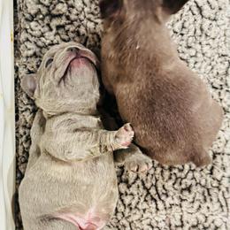 OG - Blue male French Bulldog puppy in Campbell Hall, New York from Charlie’s Frenchies