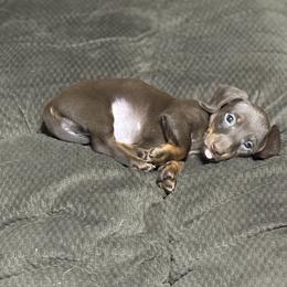 Dachshund Puppies from Johnson’s Weiner Farm
