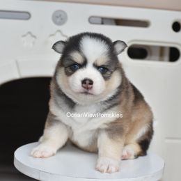 Ryder - Gray and white male Pomsky puppy in Coos Bay, Oregon from Ocean View Pomskies