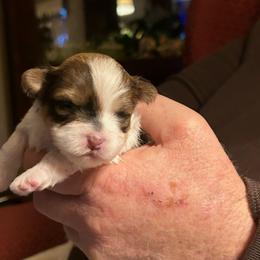 Girl 1 - Chocolate female Havanese puppy in Melba, Idaho from Lawson Havanese