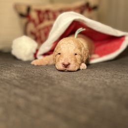 Goldendoodle Puppies from S_and_b_doodles