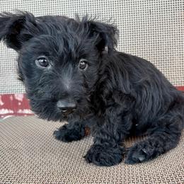 Milo (light green) - Black male Scottish Terrier puppy in Chattanooga, Oklahoma from Lottie Dottie Scottie’s and Papillons
