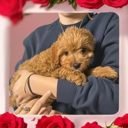 Boy 3 Tucker - Red male Cavapoo puppy in Salisbury, North Carolina from Carolina Canines