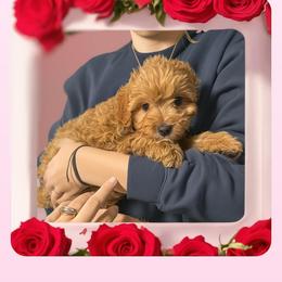 Boy 3 Tucker - Red male Cavapoo puppy in Salisbury, North Carolina from Carolina Canines
