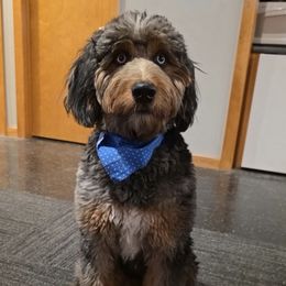 Bernedoodle puppies from Halsey Poodles and Doodles