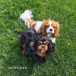 Cavalier King Charles Spaniel Puppies from Chris & Katie Cavaliers