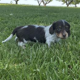 Princess - Piebald female Dachshund puppy in Monroe City, Indiana from Monroe’s Hillcrest Dachshunds