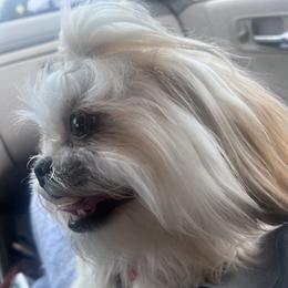 Simone - Shih Tzu