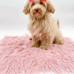 Sugar - Cockapoo