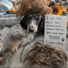 Aspen Barks - Dachshund