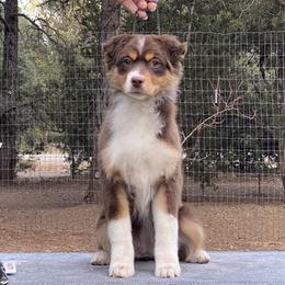 Red tri female - Red tri-color female Miniature American Shepherd puppy in New Mexico from Von Südwest German Shepherds and Mosaic Mini American Shepherds