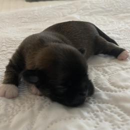Boy 3 - Brown male Lhasa Apso puppy in Palm Bay, Florida from Lhasa Apso Doggy Stylez Fl