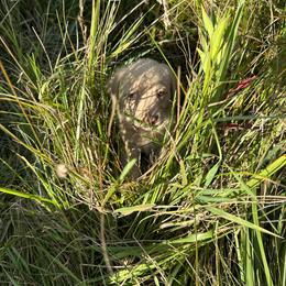 Chesapeake Bay Retriever Puppies from GemiLamb Gun Dogs