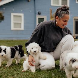 Sheepadoodle puppies from Life Unleashed Farm