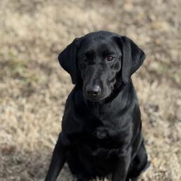 Labrador Retriever puppies from Wheatland Retrievers