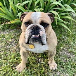Sophie - Bulldog