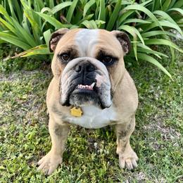 Sophie - Bulldog