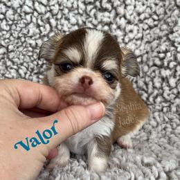 Valor - Chocolate and tan male Chihuahua puppy in Augusta, Georgia from Sophia Jade's Chi Brigade