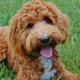 Australian Labradoodle, Labradoodle, and Goldendoodle All Grown Up from Red Spring Farm