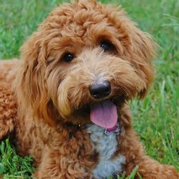 Australian Labradoodle, Labradoodle, and Goldendoodle All Grown Up from Red Spring Farm