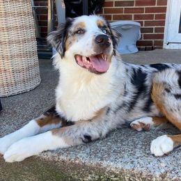 Australian Shepherd Puppies from Lakes Australian Shepherds