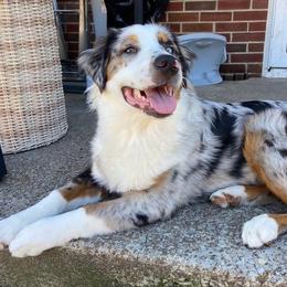 Australian Shepherd Puppies from Lakes Australian Shepherds