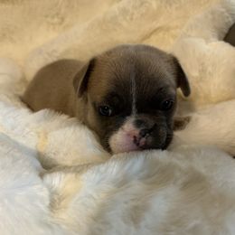 French Bulldog Puppies from Frenchiesbysouthernbell