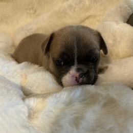 French Bulldog Puppies from Frenchiesbysouthernbell