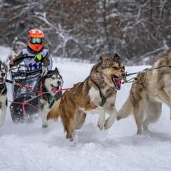 Siberian Huskies from Black Shale Siberians