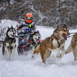 Siberian Huskies from Black Shale Siberians