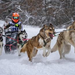 Siberian Huskies from Black Shale Siberians