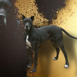 Daphne - Great Dane