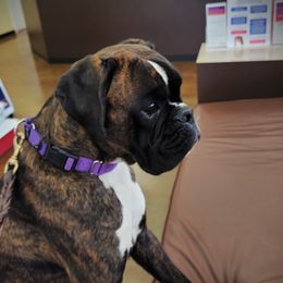 Ebony - Boxer
