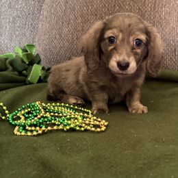 Dachshund Puppies from Remarkable Doxies