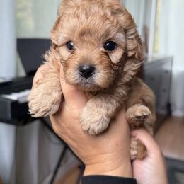 Mal-Shi, Maltese, and Maltipoo Puppies from Joy-fur puppies
