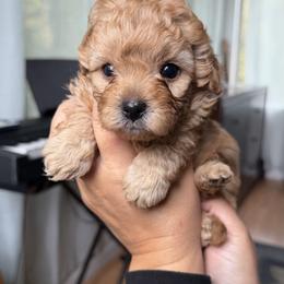 Mal-Shi, Maltese, and Maltipoo Puppies from Joy-fur puppies