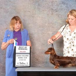 Creole - Dachshund