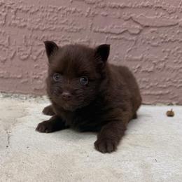 Hershey - Chocolate female Pomsky puppy in Spring Hill, Florida from Besties Paw Life